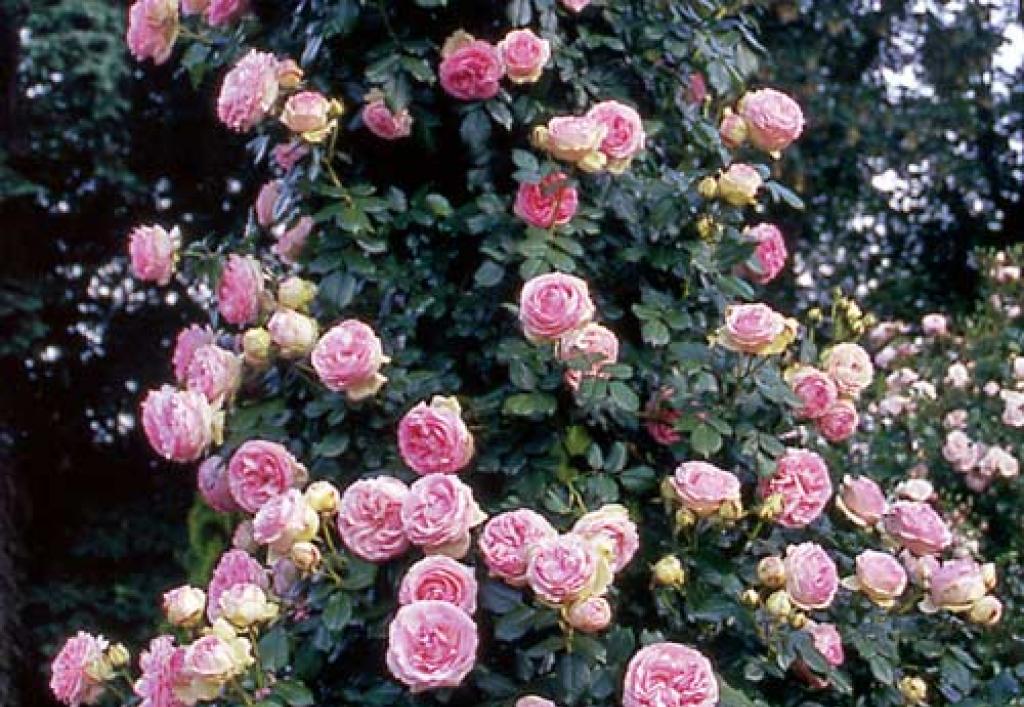 Обрезка плетистых роз: хирургическая точность