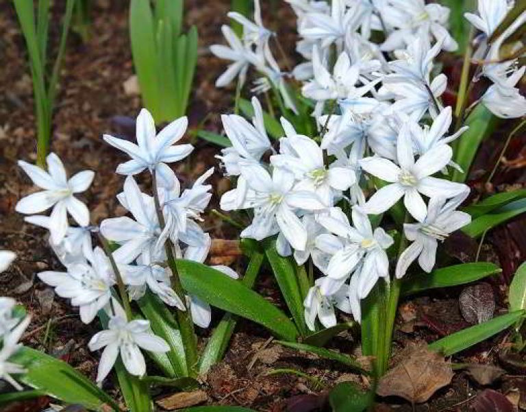 Белые весенние цветы похожие на подснежники название фото