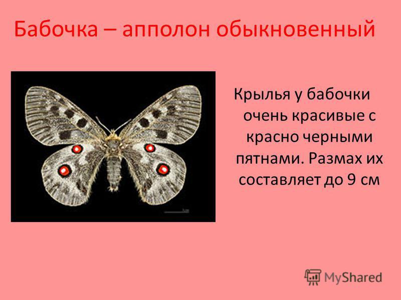 Бабочки занесенные в красную книгу россии с фото и описанием